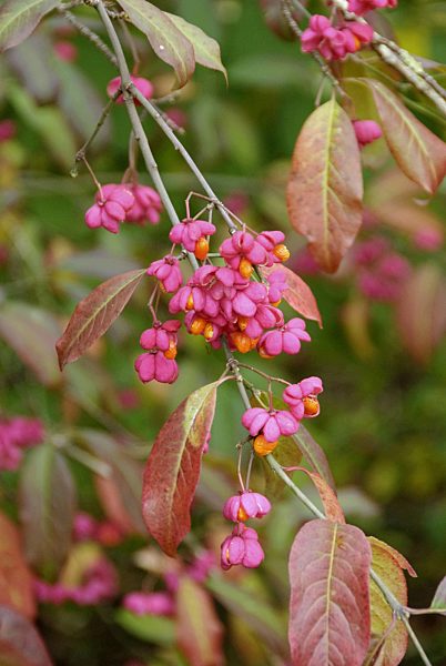 Europaeisches Pfaffenhuetchen, Europaeischer Spindelstrauch, Euonymus europaeus 'Red Cascade', Euonymus europaeus Red Cascade, European spindle-tree