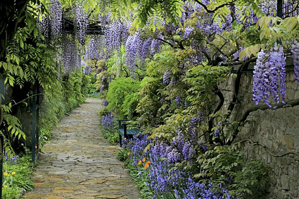 Blauregen, Glyzine, Glyzinie, Glycinie, Wisterie, Wisteria sinensis, Chinese wisteria