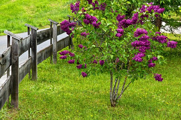Gemeiner Flieder, Gewoehnlicher Flieder, Syringa vulgaris, common lilac