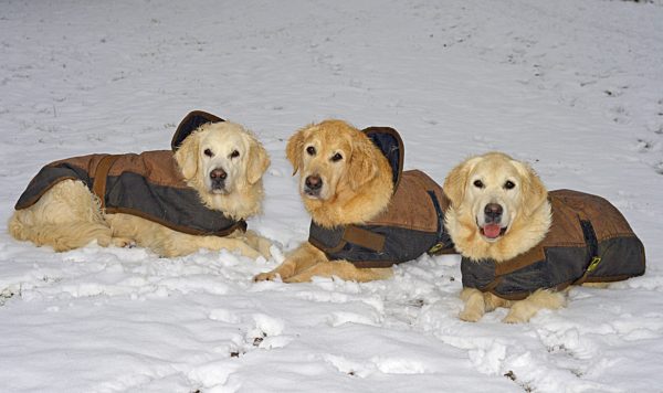 Golden Retriever, Canis lupus f. familiaris, Golden Retriever