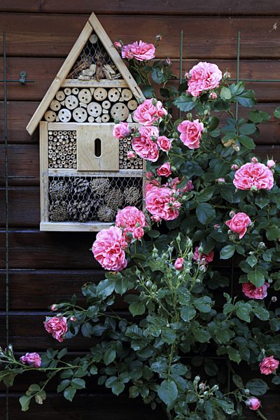 Gartenhaus mit Rosenstock und Insektenhaus, gardenhouse with rose and insect hotel