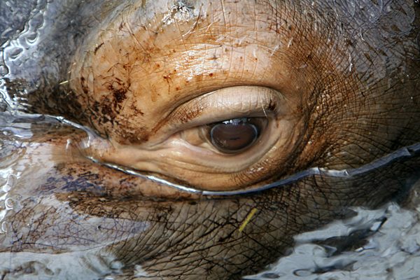 Nilpferd, Flusspferd, Grossflusspferd, Hippopotamus amphibius, hippopotamus, hippo, Common hippopotamus
