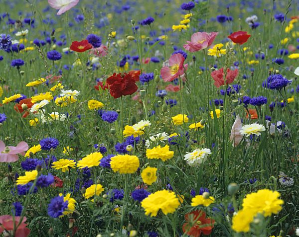 Wiese mit Kornblumen, Mohn und Saat-Wucherblume, meadows with corn flower, poppy and corn marigold