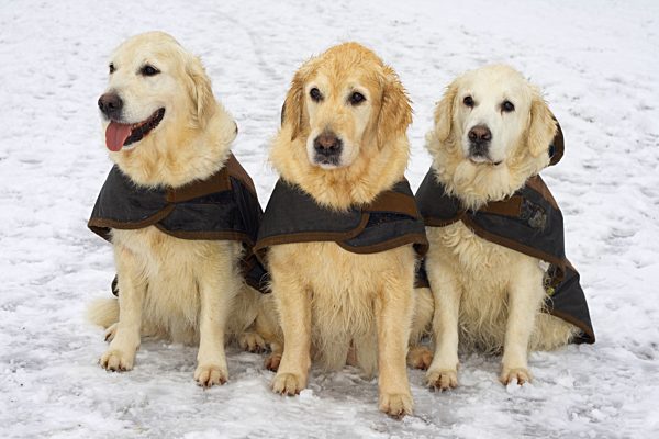 Golden Retriever, Canis lupus f. familiaris, Golden Retriever