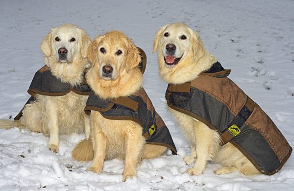 Golden Retriever, Canis lupus f. familiaris, Golden Retriever