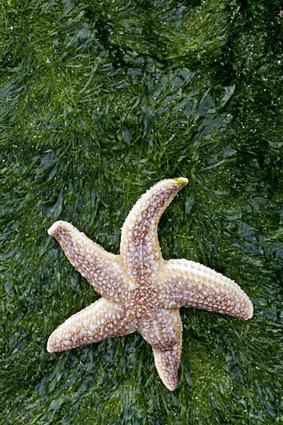 Gemeiner Seestern, Gewoehnlicher Seestern, Asterias rubens, common starfish, common European seastar