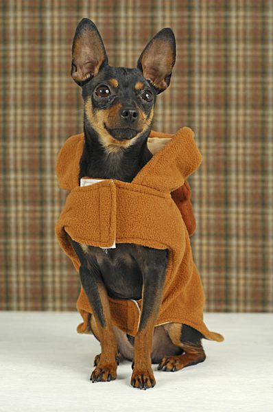 Zwergpinscher, Zwerg-Pinscher, Rehpinscher, Reh-Pinscher, Canis lupus f. familiaris, Miniature Pinscher