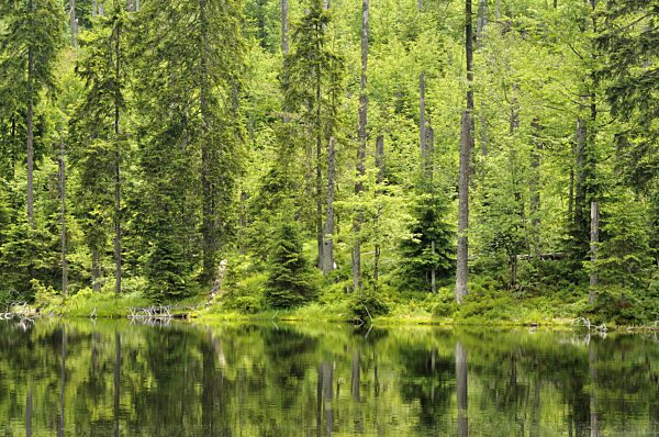 Mischwald spiegelt sich in einem See, mixed forest mirrored in a lake