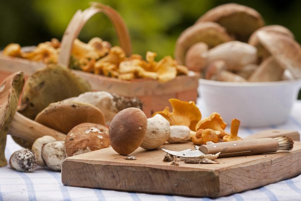 Steinpilze und Pfifferlinge liegen zum sauber machen auf einem Tisch, penny buns and chanterelles on a chopping board