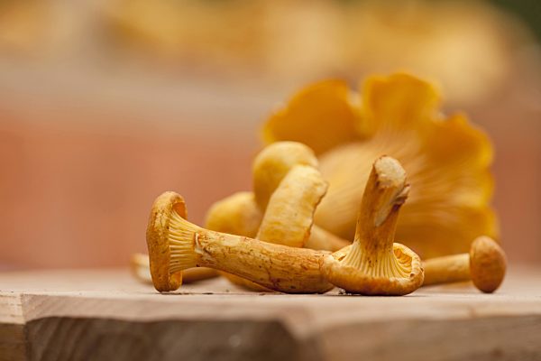 Echter Pfifferling, Eierschwamm, Reherl, Cantharellus cibarius, chanterelle