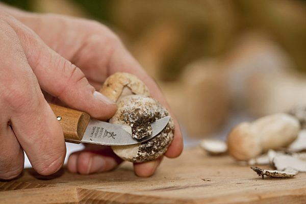 Steinpilz, Fichten-Steinpilz, Fichtensteinpilz, Boletus edulis, penny bun, cep