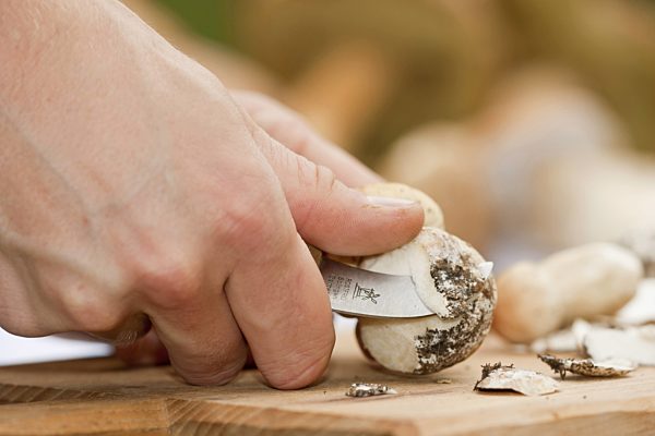 Steinpilz, Fichten-Steinpilz, Fichtensteinpilz, Boletus edulis, penny bun, cep