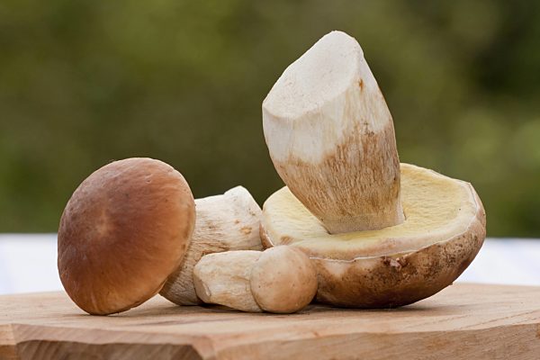 Steinpilz, Fichten-Steinpilz, Fichtensteinpilz, Boletus edulis, penny bun, cep