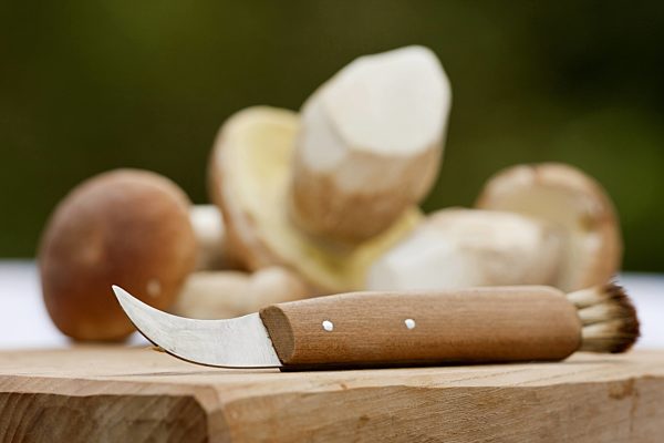 Steinpilz, Fichten-Steinpilz, Fichtensteinpilz, Boletus edulis, penny bun, cep