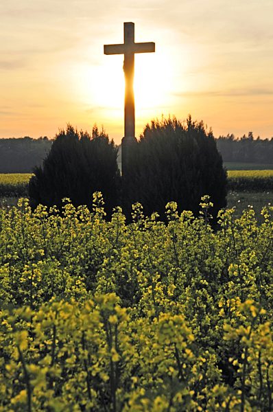 Feldkreuz mit Christusfigur in einem bluehenden Rapsfeld bei Sonnenuntergang, crucifix in a blooming rapefield at sunset