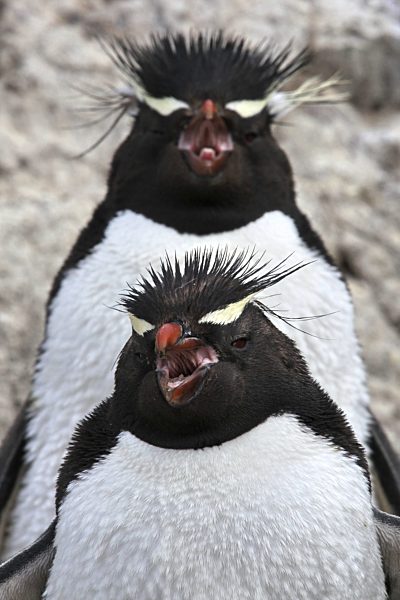 Felsenpinguin, Felsen-Pinguin, Eudyptes chrysocome, Rockhopper Penguin