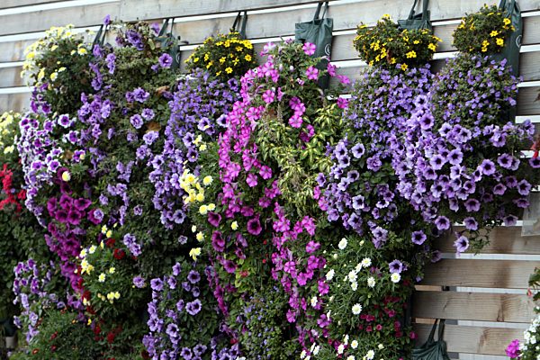 Haenge-Petunie, Haengepetunie, Callibrachoa, Petunia, petunia