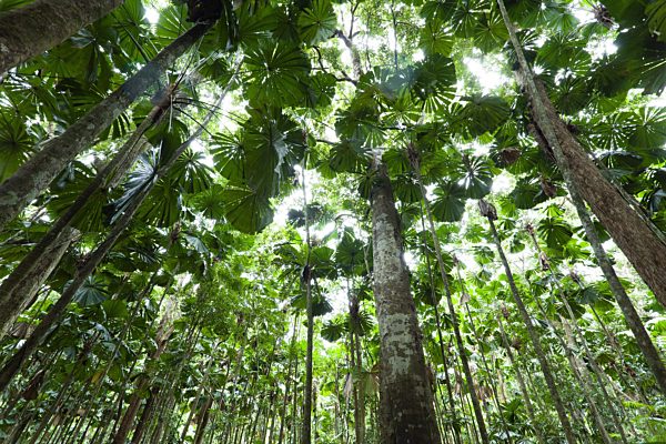 Australische Schirmpalme, Faecher-Palme, Faecherpalme, Strahlenpalme, Strahlen-Palme, Licuala ramsayi, Red latan palm, Australian Fan Palm