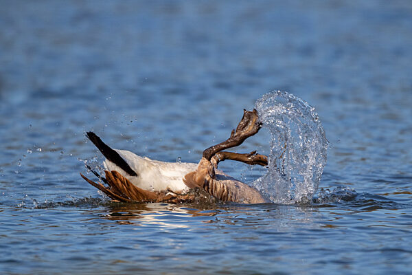 Kanadagans, Kanada-Gans, Branta canadensis, Canada goose