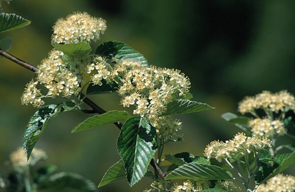 Echte Mehlbeere, Mehl-Beere, Sorbus aria, common whitebeam