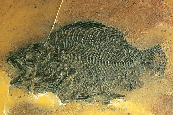 Knochenfisch, Amphiperca, Amphiperca multiformis, Amphiperca