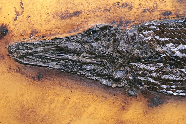 Knochenhecht, Knochen-Hecht, Atractosteus, Atractosteus kinkelini, Gar, Garpike