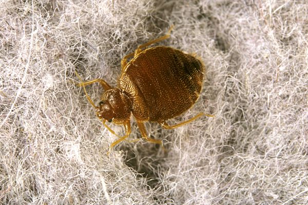 Gemeine Bettwanze, Bettwanze, Bett-Wanze, Hauswanze, Haus-Wanze, Cimex lectularius, Bedbug, Common bedbug, Wall-louse
