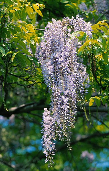 Blauregen, Glyzine, Wisteria sinensis, Chinese wisteria