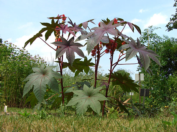 Rizinus, Rizinus-Staude, Rizinusstaude, Wunderbaum, Christuspalme, Palma Christie, Hundsbaum, Laeusebaum, Ricinus communis, castor-oil plant, castor oil plant, ricin, Castor bean, Castorbean