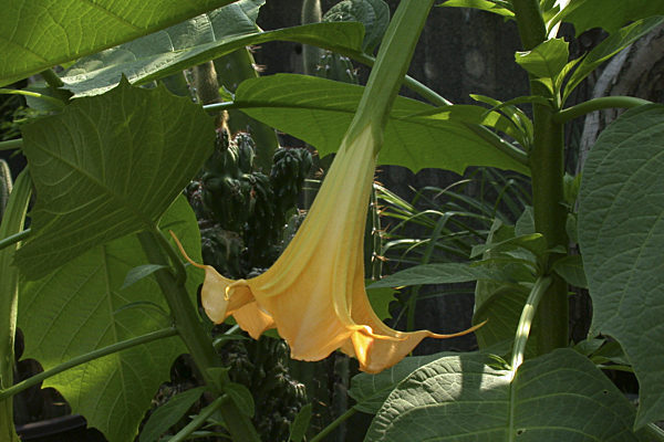 Goldene Engelstrompete, Datura aurea (Brugmansia aurea), golden angel's trumpet