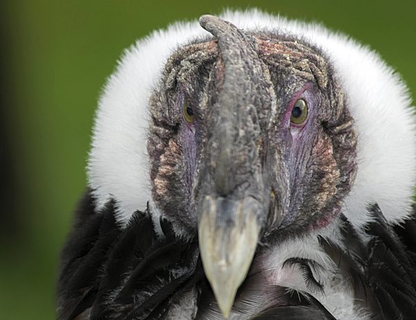 Andenkondor, Anden-Kondor, Vultur gryphus, Andean condor