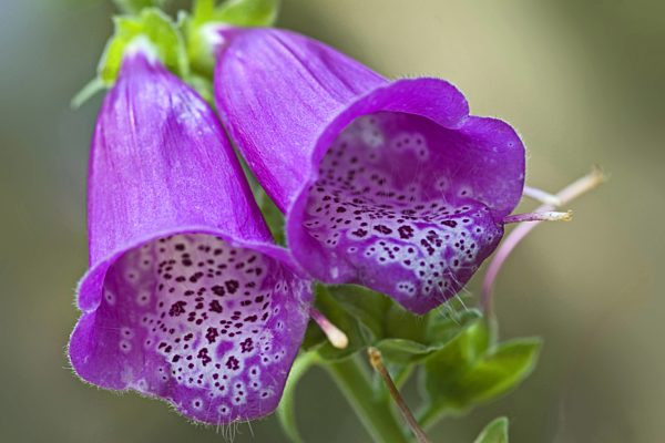 Roter Fingerhut, Digitalis purpurea, common foxglove, purple foxglove