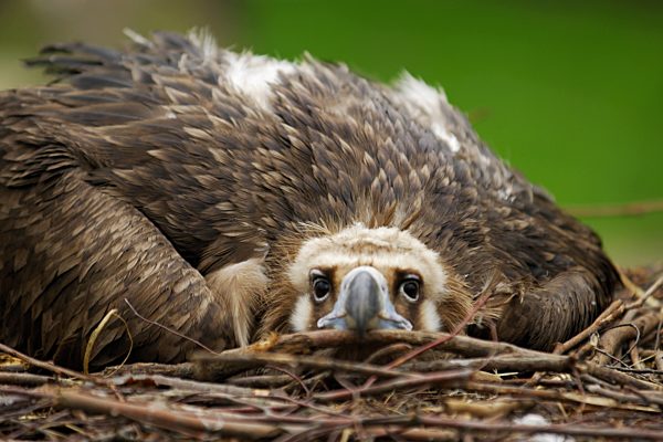 Moenchsgeier, Moenchs-Geier, Aegypius monachus, cinereous vulture