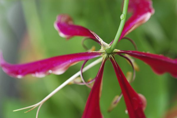 Ruhmeskrone, Gloriose, Gloriosa superba 'Rothschildiana', glory lily