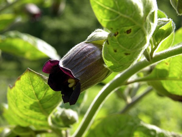 Tollkirsche, Toll-Kirsche, Atropa bella-donna, Atropa belladonna, deadly nightshade