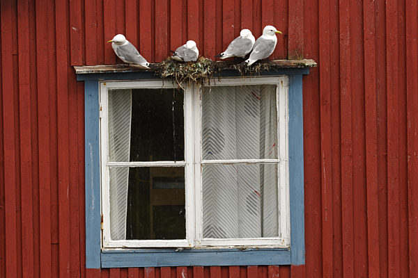 Silbermoewe, Silber-Moewe, Larus argentatus, herring gull