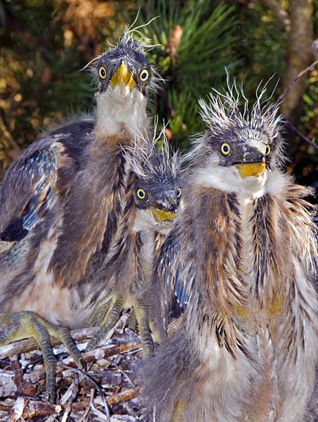 Graureiher, Grau-Reiher, Ardea cinerea, grey heron
