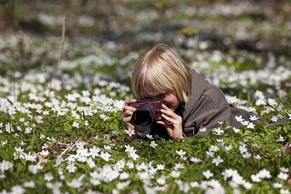 Buschwindroeschen, Busch-Windroeschen, Anemone nemorosa, wood anemone