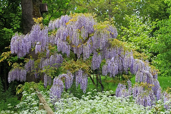 Blauregen, Glyzine, Glyzinie, Glycinie, Wisterie, Chinesischer Blauregen, Wisteria sinensis, Chinese wisteria