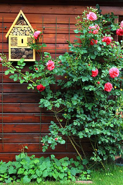 Gartenhaus mit Rosenstock und Insektenhaus, insect house and rosebush