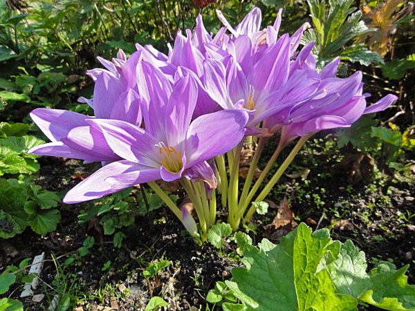 Herbstzeitlose, Herbst-Zeitlose, Colchicum autumnale, Meadow saffron, Naked lady, Autumn crocus