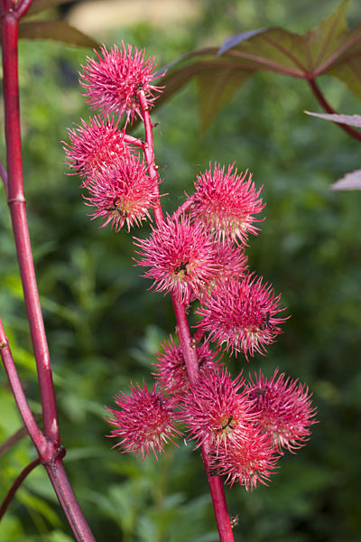 Rizinus, Rizinus-Staude, Rizinusstaude, Wunderbaum, Christuspalme, Palma Christie, Hundsbaum, Laeusebaum, Ricinus communis, castor-oil plant, castor oil plant, ricin, Castor bean, Castorbean
