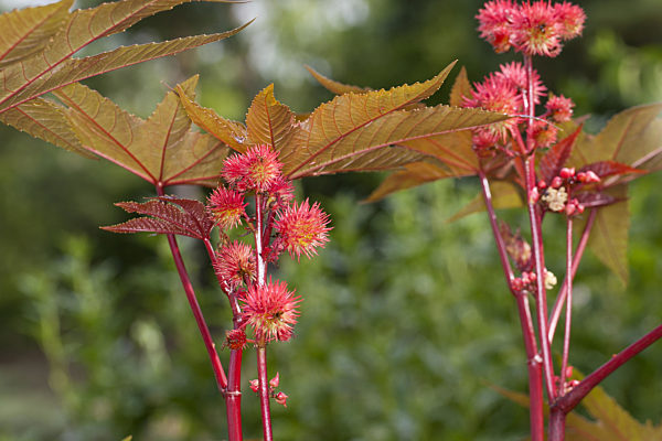 Rizinus, Rizinus-Staude, Rizinusstaude, Wunderbaum, Christuspalme, Palma Christie, Hundsbaum, Laeusebaum, Ricinus communis, castor-oil plant, castor oil plant, ricin, Castor bean, Castorbean