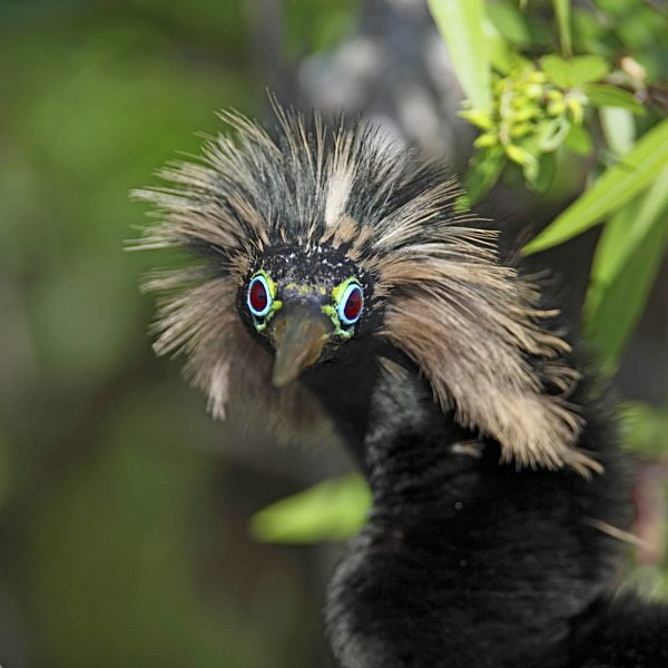 Amerikanischer Schlangenhalsvogel, Anhinga anhinga, American darter