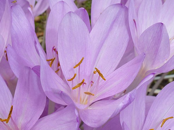 Herbstzeitlose, Herbst-Zeitlose, Colchicum autumnale, Meadow saffron, Naked lady, Autumn crocus