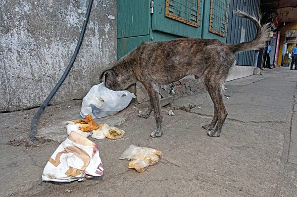 Haushund, Canis lupus f. familiaris, domestic dog