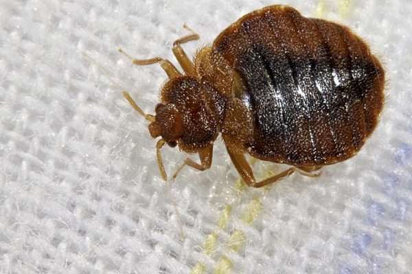 Gemeine Bettwanze, Bettwanze, Bett-Wanze, Hauswanze, Haus-Wanze, Cimex lectularius, Bedbug, Common bedbug, Wall-louse