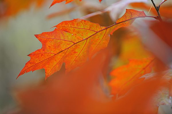 Rot-Eiche, Roteiche, Quercus rubra, northern red oak