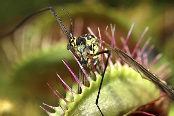 Venusfliegenfalle, Venus-Fliegenfalle, Dionaea muscipula, Venus Flytrap, Venus's Flytrap, Venus' Flytrap, Venus Fly Trap, Venus's Fly Trap, Venus' Fly Trap, Fly-Trap