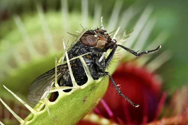 Venusfliegenfalle, Venus-Fliegenfalle, Dionaea muscipula, Venus Flytrap, Venus's Flytrap, Venus' Flytrap, Venus Fly Trap, Venus's Fly Trap, Venus' Fly Trap, Fly-Trap